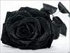 petali di rosa nera