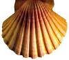 Pecten