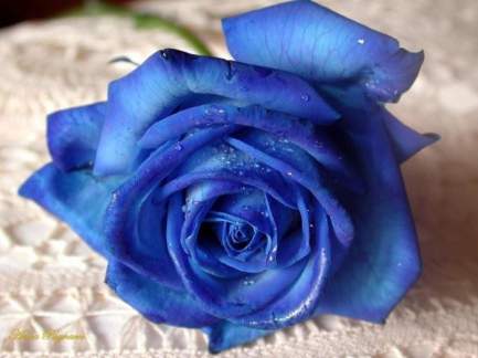 Rosa blu